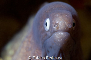 White Eyed Moray at Anemone Reef by Tobias Reitmayr 